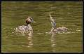 Ambitious Great-Crested Grebe Chick, Anxious Parent_Matthew Clarke_Open